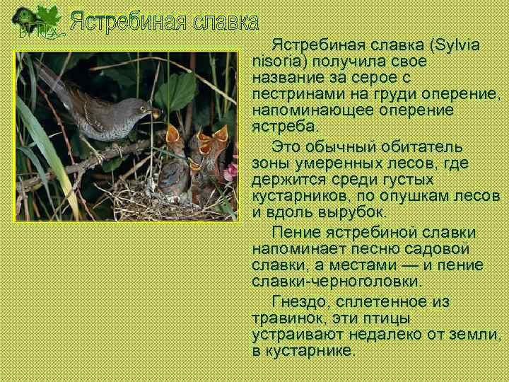 Ястребиная славка (Sylvia nisoria) получила свое название за серое с пестринами на груди оперение,