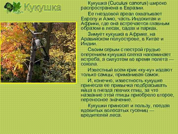 Кукушка (Cuculus canorus) широко распространена в Евразии. Ее гнездовой ареал охватывает Европу и Азию,