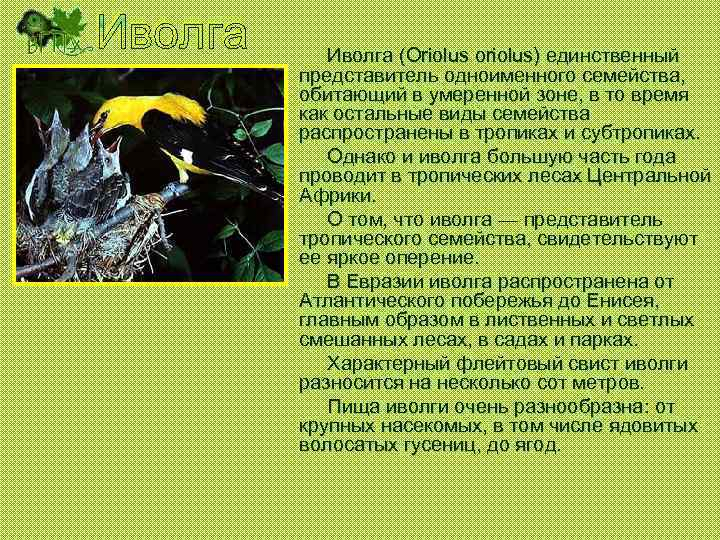 Иволга (Oriolus oriolus) единственный представитель одноименного семейства, обитающий в умеренной зоне, в то время
