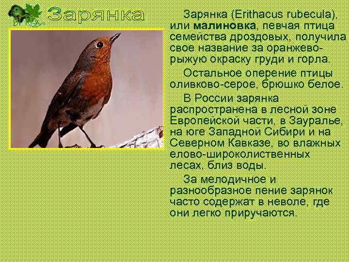 Зарянка (Erithacus rubecula), или малиновка, певчая птица семейства дроздовых, получила свое название за оранжеворыжую