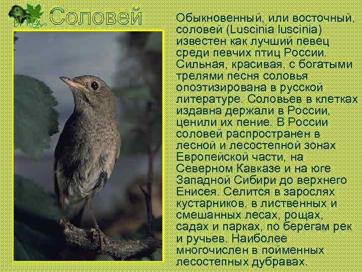Обыкновенный, или восточный, соловей (Luscinia luscinia) известен как лучший певец среди певчих птиц России.