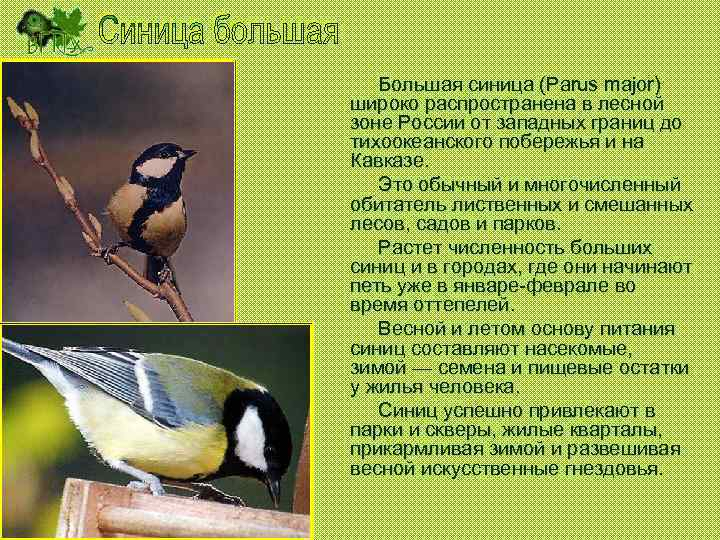 Большая синица (Parus major) широко распространена в лесной зоне России от западных границ до
