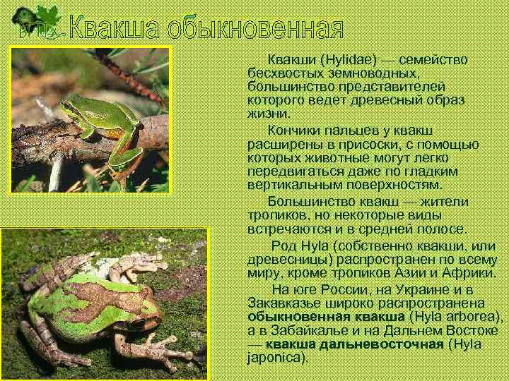 Квакши (Hylidae) — семейство бесхвостых земноводных, большинство представителей которого ведет древесный образ жизни. Кончики