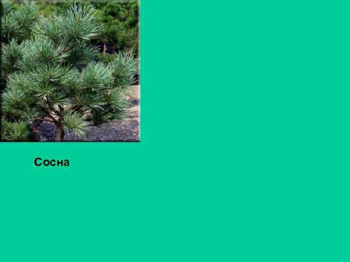 Сосна 