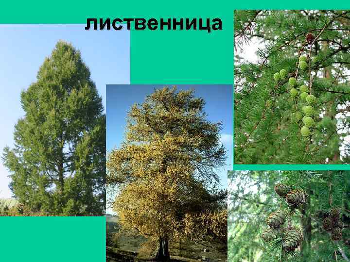 лиственница 