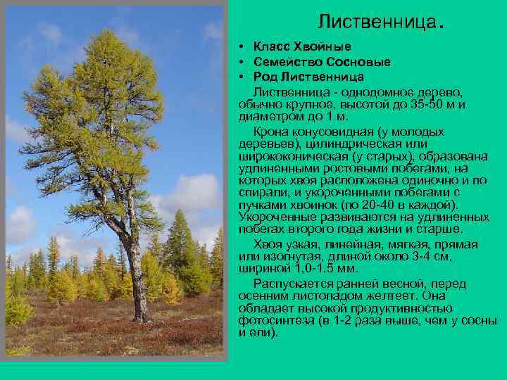 Лиственница. • Класс Хвойные • Семейство Сосновые • Род Лиственница - однодомное дерево, обычно