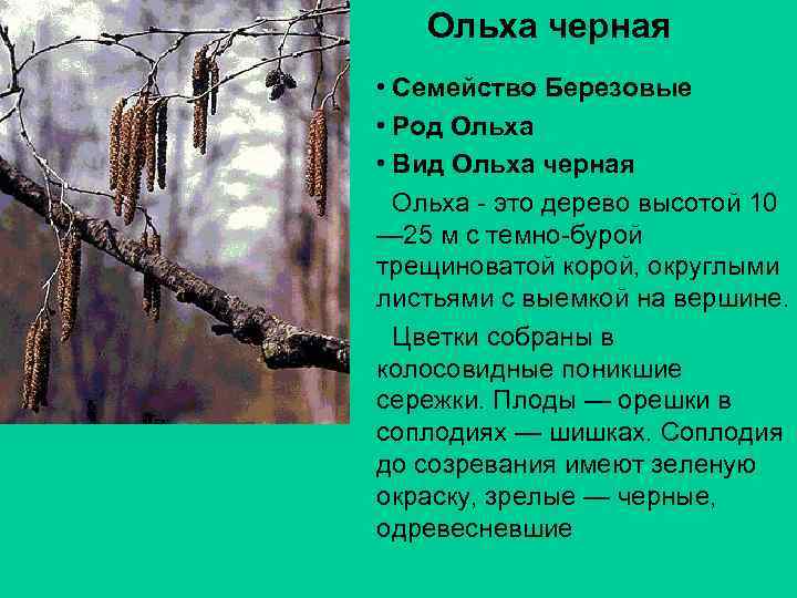 Ольха черная • Семейство Березовые • Род Ольха • Вид Ольха черная Ольха -