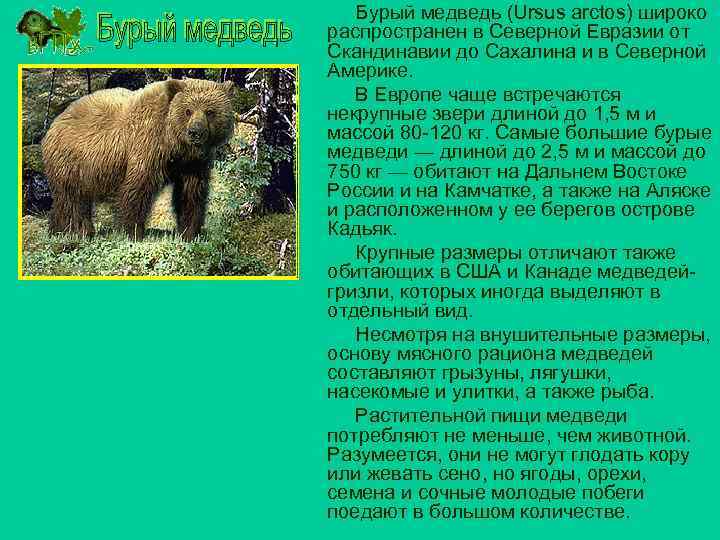 Бурый медведь (Ursus arctos) широко распространен в Северной Евразии от Скандинавии до Сахалина и
