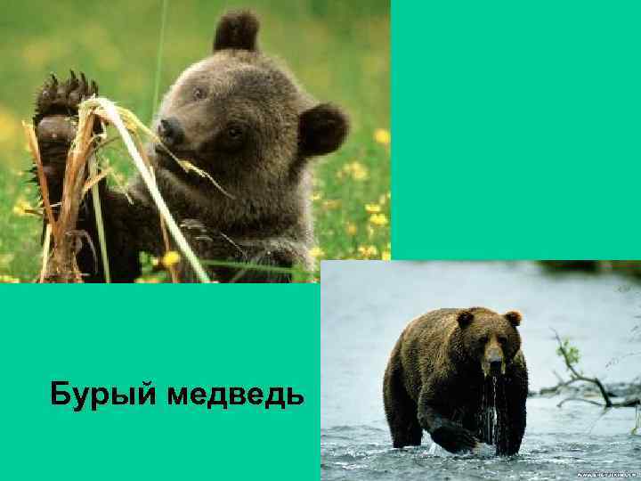 Бурый медведь 