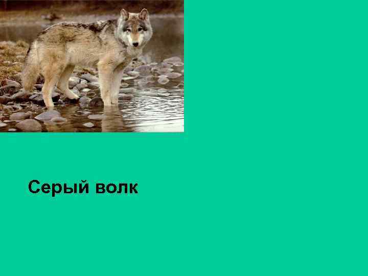 Серый волк 