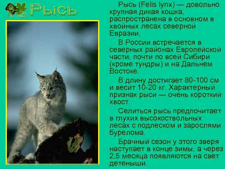 Рысь (Felis lynx) — довольно крупная дикая кошка, распространена в основном в хвойных лесах