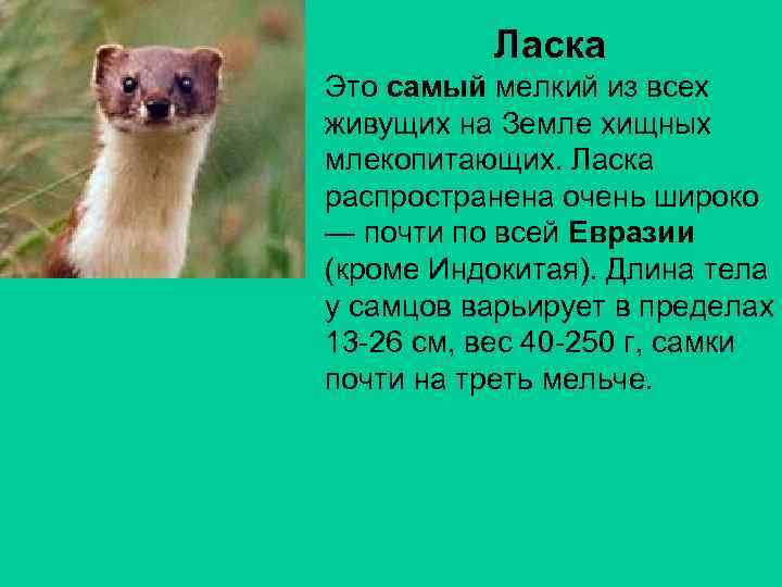 Ласка Это самый мелкий из всех живущих на Земле хищных млекопитающих. Ласка распространена очень