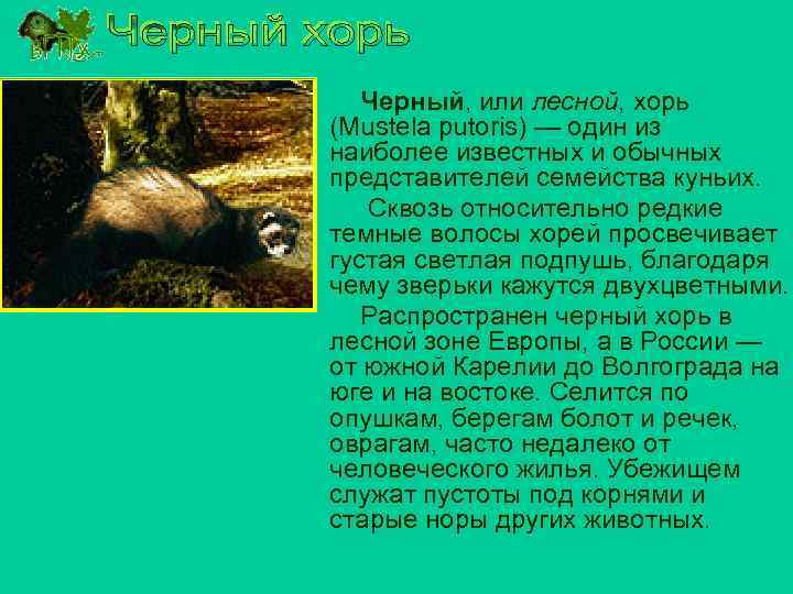 Черный, или лесной, хорь (Mustela putoris) — один из наиболее известных и обычных представителей