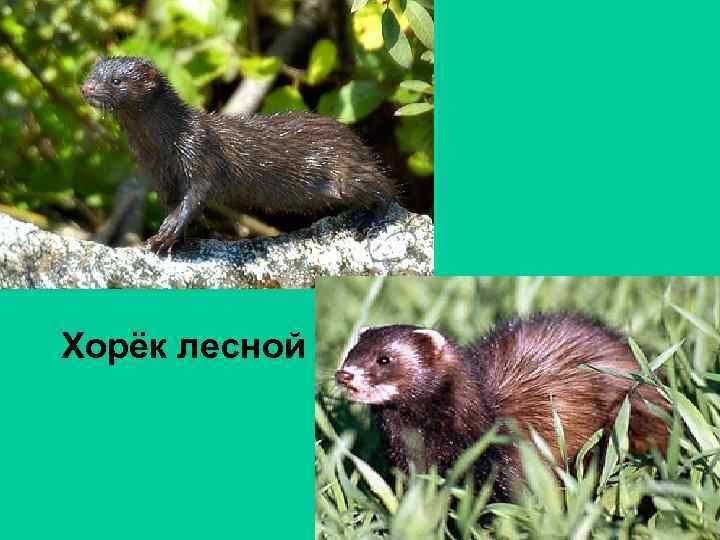 Хорёк лесной 