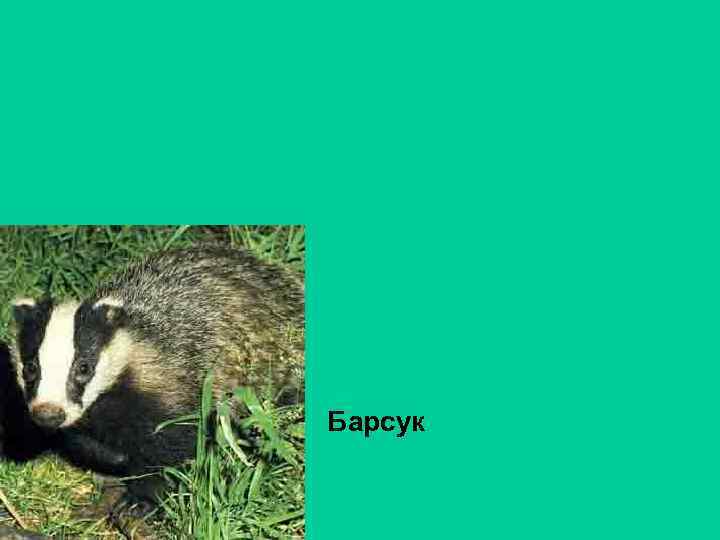 Барсук 