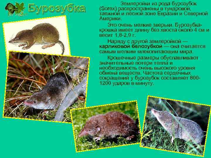 Землеройки из рода бурозубок (Sorex) распространены в тундровой, таежной и лесной зоне Евразии и
