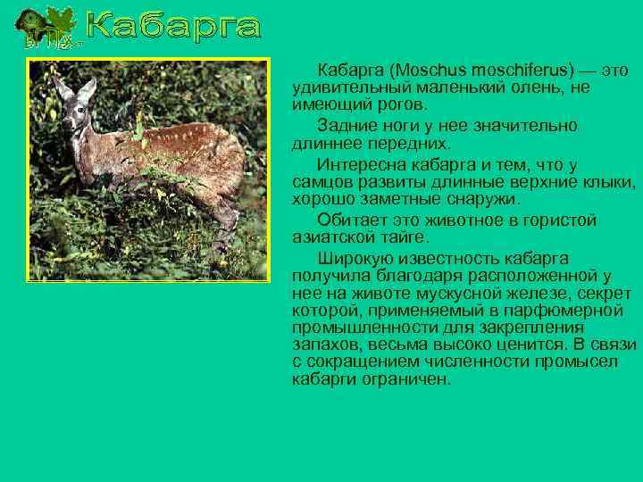 Кабарга (Moschus moschiferus) — это удивительный маленький олень, не имеющий рогов. Задние ноги у