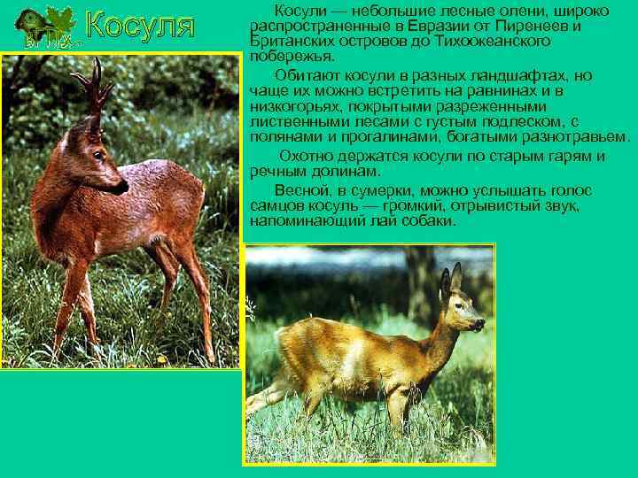 Косули — небольшие лесные олени, широко распространенные в Евразии от Пиренеев и Британских островов