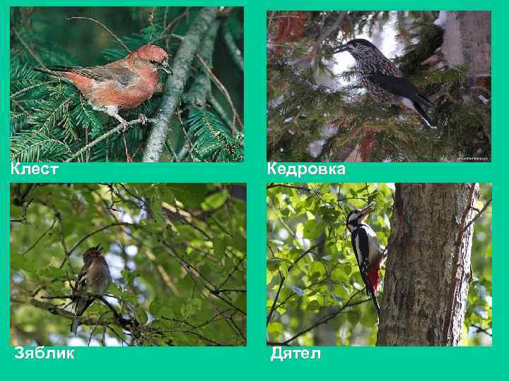 Клест Кедровка Зяблик Дятел 