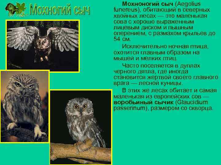 Мохноногий сыч (Aegolius funereus), обитающий в северных хвойных лесах — это маленькая сова с