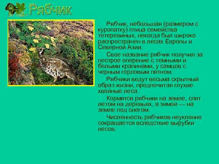 Рябчик, небольшая (размером с куропатку) птица семейства тетеревиных, некогда был широко распространен в лесах