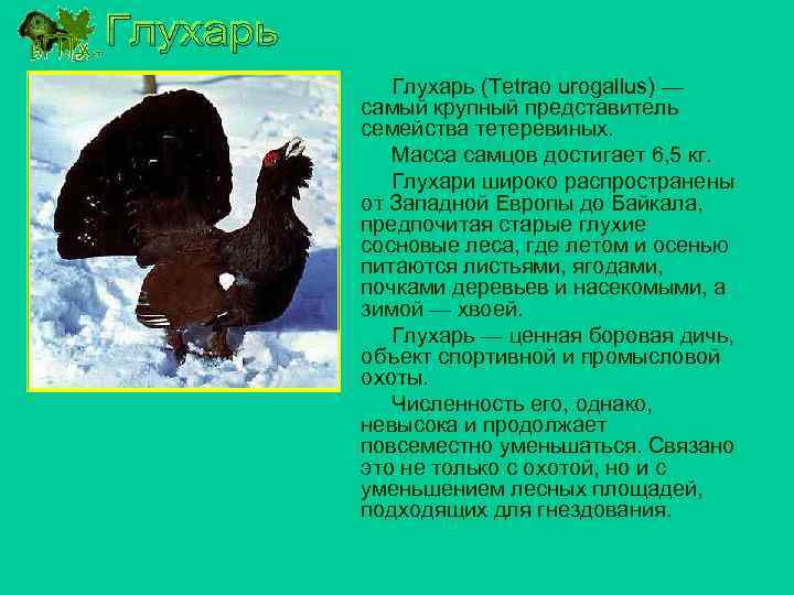 Глухарь (Tetrao urogallus) — самый крупный представитель семейства тетеревиных. Масса самцов достигает 6, 5