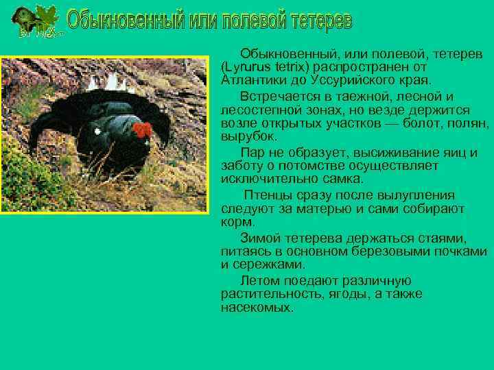 Обыкновенный, или полевой, тетерев (Lyrurus tetrix) распространен от Атлантики до Уссурийского края. Встречается в