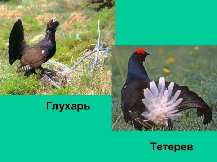 Глухарь Тетерев 