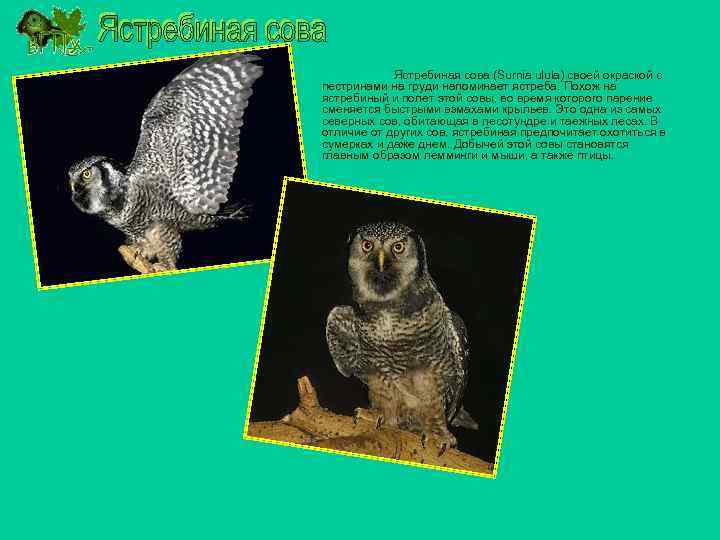 Ястребиная сова (Surnia ulula) своей окраской с (Surnia ulula) пестринами на груди напоминает ястреба.