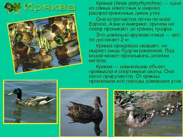 Кряква (Anas platyrhynchos) — одна из самых известных и широко распространенных диких уток. Она