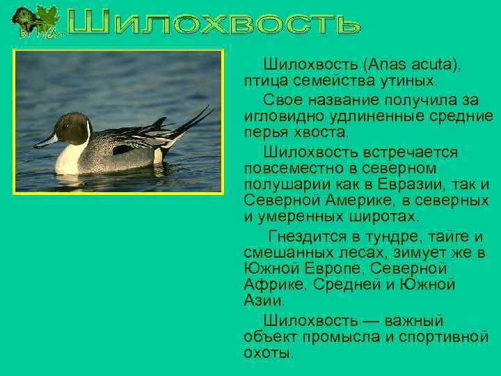 Шилохвость (Anas acuta), птица семейства утиных. Свое название получила за игловидно удлиненные средние перья