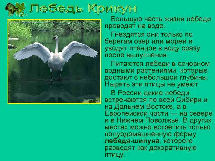 Большую часть жизни лебеди проводят на воде. Гнездятся они только по берегам озер или