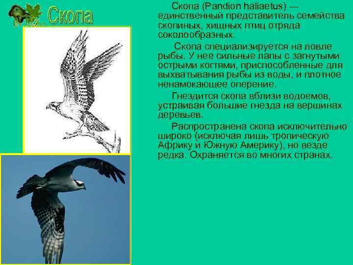 Скопа (Pandion haliaetus) — единственный представитель семейства скопиных, хищных птиц отряда соколообразных. Скопа специализируется