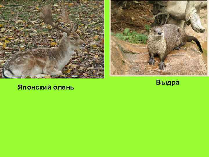 Японский олень Выдра 