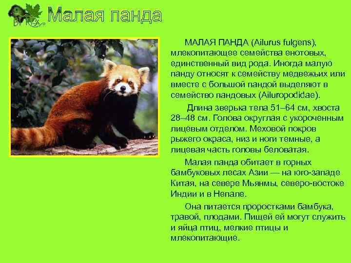 МАЛАЯ ПАНДА (Ailurus fulgens), млекопитающее семейства енотовых, единственный вид рода. Иногда малую панду относят
