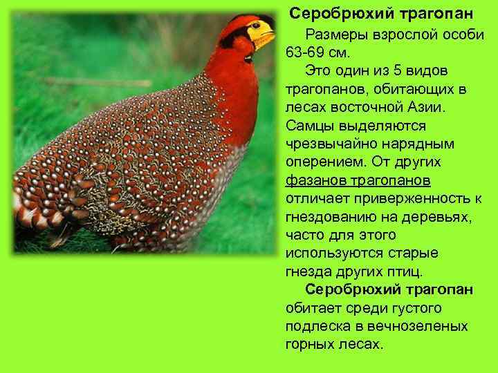 Серобрюхий трагопан Размеры взрослой особи 63 -69 см. Это один из 5 видов трагопанов,