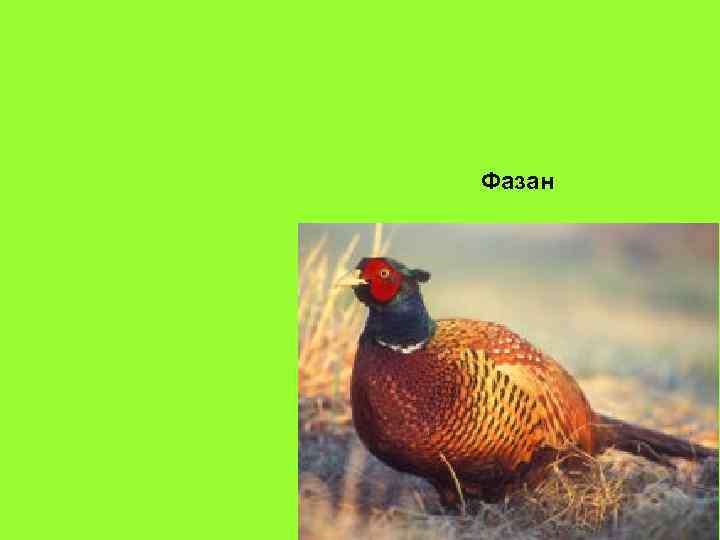 Фазан 