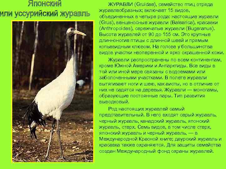 ЖУРАВЛИ (Gruidae), семейство птиц отряда журавлеобразных; включает 15 видов, объединенных в четыре рода: настоящие
