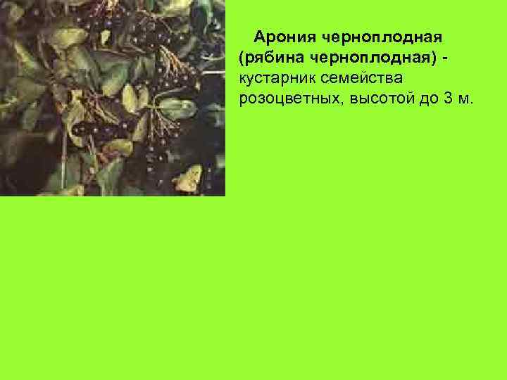 Арония черноплодная (рябина черноплодная) кустарник семейства розоцветных, высотой до 3 м. 