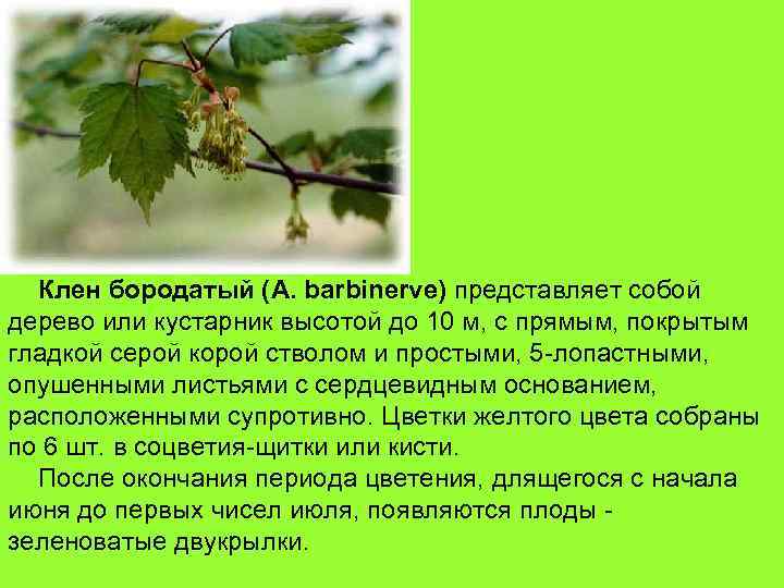 Клен бородатый (A. barbinerve) представляет собой дерево или кустарник высотой до 10 м, с