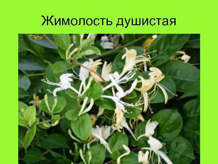 Жимолость душистая 