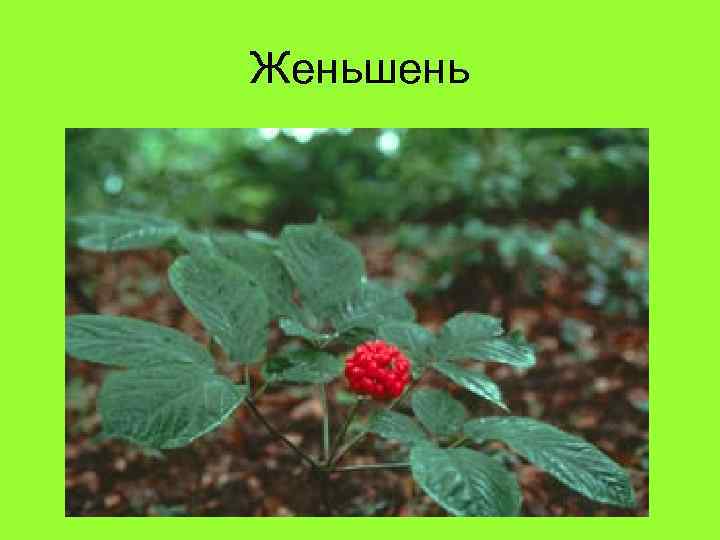 Женьшень 