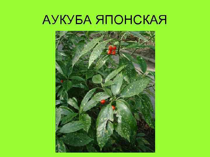 АУКУБА ЯПОНСКАЯ 