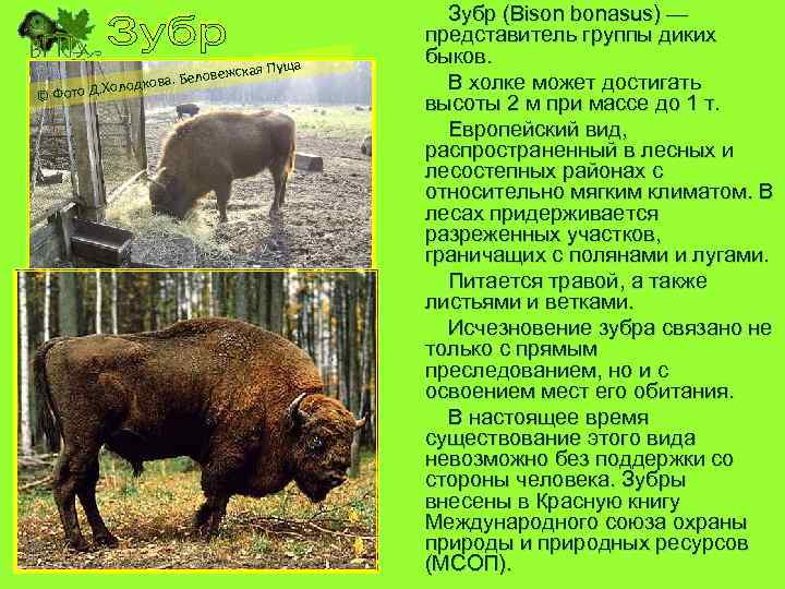 я Пуща еловежска лодкова. Б о © Фото Д. Х Зубр (Bison bonasus) —
