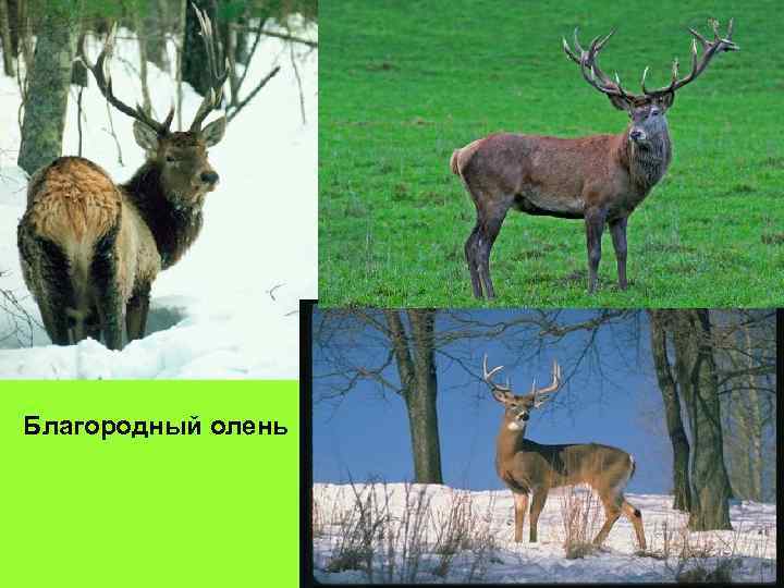 Благородный олень 