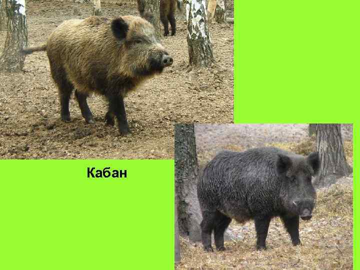 Кабан 