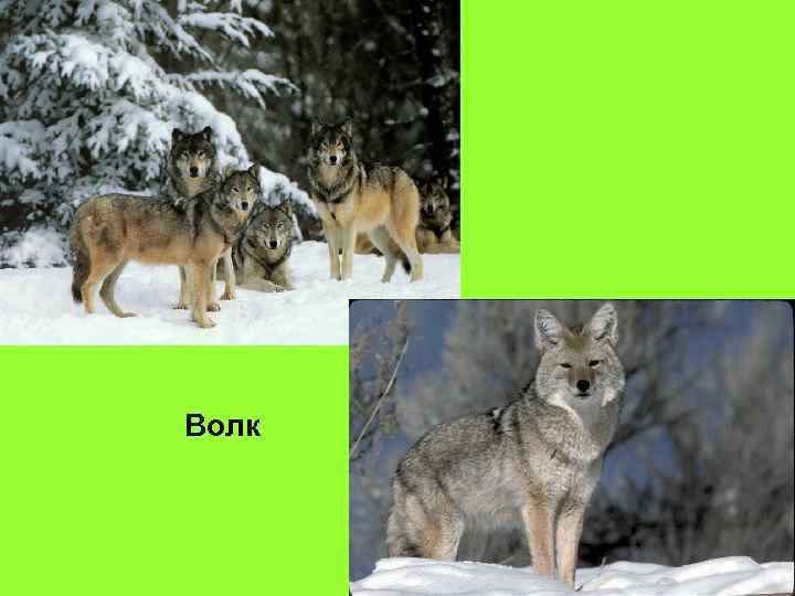 Волк 