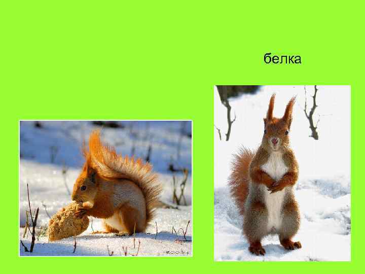 белка 