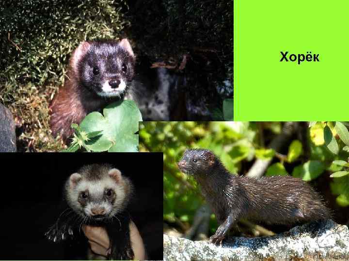 Хорёк 
