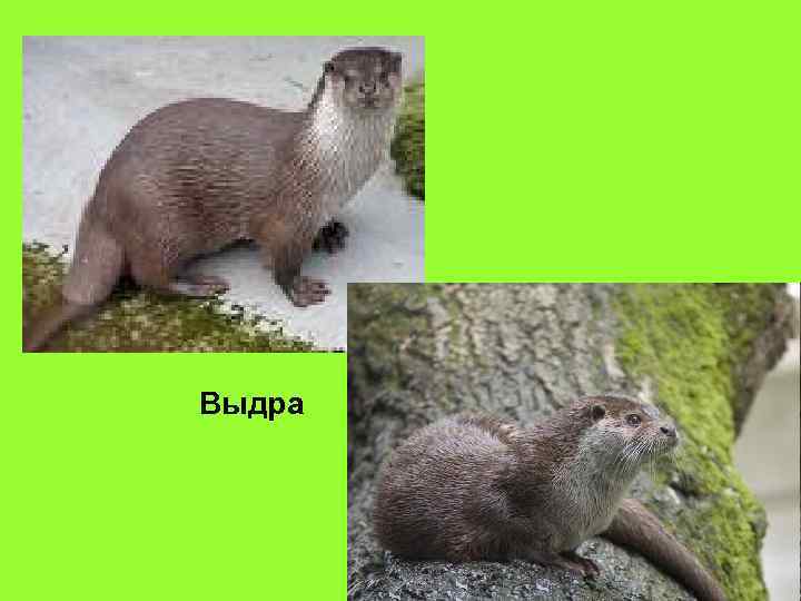 Выдра 